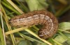 Apamea sordens: Raupe (e.l. Kuhfelde, Sachsen-Anhalt, Raupenfunde Ende August 2020) [S]