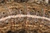 Apamea sordens: Raupe (e.l. Kuhfelde, Sachsen-Anhalt, Raupenfunde Ende August 2020) [S]