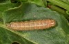 Apamea sordens: Halbwüchsige Raupe (e.l. Schweiz, Wallis, Leuk, Raupenfunde Juli 2019) [S]