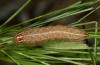 Apamea sordens: Halbwüchsige Raupe (e.l. Schweiz, Wallis, Leuk, Raupenfunde Juli 2019) [S]