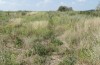 Apamea sordens: Larvalhabitat (Kuhfelde, Sachsen-Anhalt, Raupenfunde Ende August 2020) [N]