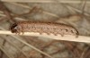 Apamea sordens: Raupe, die helle Küstenform ergebend (Niederlande, Zeeland, Ende März 2014) [M]