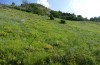 Apamea sordens: Larvalhabitat (Schweiz, Wallis, Leuk, Raupenfunde Juli 2019) [N]