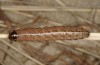 Apamea sordens: Raupe, die helle Küstenform ergebend (Niederlande, Zeeland, Ende März 2014) [M]