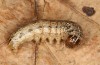 Apamea sordens: Raupe (e.l. Stuttgart-Plieningen, Raupenfunde im Juli 2021) [S]