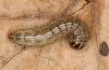 Apamea sordens: Raupe (e.l. Stuttgart-Plieningen, Raupenfunde im Juli 2021) [S]
