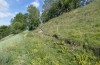 Apamea sordens: Larvalhabitat (Schweiz, Wallis, Leuk, Raupenfunde Juli 2019) [N]