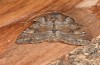 Apamea sordens: Falter (e.l. Kuhfelde, Sachsen-Anhalt, Raupenfunde Ende August 2020) [S]