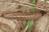 Apamea sordens: Raupe, die helle Küstenform ergebend (Niederlande, Zeeland, Ende März 2014) [M]