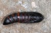 Apopestes spectrum: Pupa (e.l. N-Greece, Litochoro, larva in May 2014) [S]