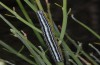 Apopestes spectrum: Larva (Crete, May 2013) [N]