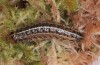 Apamea sphagnicola: Larva in penultimate instar (Azores, San Miguel, December 2014) [M]