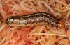 Apamea sphagnicola: Larva (San Miguel, December 2013) [M]