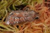 Apamea sphagnicola: Male (e.l. São Miguel, larva in December 2013) [S]