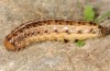 Apamea sphagnicola: Larva (e.l. San Miguel 2013) [S]