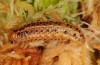 Apamea sphagnicola: Larva in antepenultimate instar (azores, San Miguel, Serra Devassa, November 2013) [M]