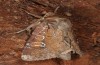 Apamea sphagnicola: Female after eclosion (e.l. São Miguel, larva in December 2013) [S]