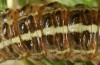 Apamea sphagnicola: Larva (e.l. San Miguel 2013) [S]