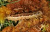 Apamea sphagnicola: Larva in penultimate instar (Azores, San Miguel, December 2013) [M]