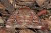 Apamea sphagnicola: Male (e.l. Azores, San Miguel Island, larva in December 2013) [S]