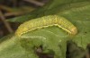 Lacanobia splendens: Halbwüchsige Raupe (Zuchtphoto, Allgäu, 2020) [S]