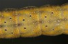 Lacanobia splendens: Larva (breeding photo, S-Germany, Allgäu, 2020) [S]