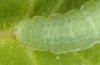 Amphipyra stix: Larva (Greece, Samos Island, Manolates, mid-May 2017) [S]