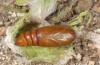 Amphipyra stix: Pupa (e.l. rearing, Greece, Samos Island, Manolates, larva in mid-May 2017) [S]