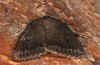 Amphipyra stix: Adult (e.l. rearing, Greece, Samos Island, Manolates, larva in mid-May 2017) [S]