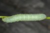 Amphipyra stix: Larva (Greece, Samos Island, Manolates, mid-May 2017) [M]
