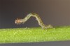 Prodotis stolida: L1-larva (e.o. Ungarn, Dabas, Eiablage im September 2019) [S]
