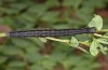 Prodotis stolida: Larva (e.o. rearing, Hungary, Dabas, oviposition in early September 2019) [S]