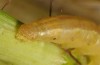 Mesapamea storai: Larva (anal shield, e.l. Sao Miguel 2013/2014) [S]