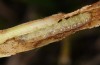 Mesapamea storai: Half-grown larva (Azores, Sao Miguel, December 2013) [M]