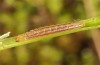Mesapamea storai: Half-grown larva (Azores, Sao Miguel, December 2013) [M]