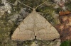 Pechipogo strigilata: Adult (e.l. eastern Swabian Alb 2010) [S]