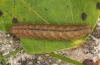 Pechipogo strigilata: Raupe (Ostalb, Herbst 2010) [S]