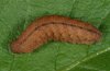Pechipogo strigilata: Larva [S]