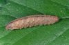 Pechipogo strigilata: Larva after the hibernation [S]