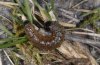 Apamea sublustris: Half-grown larva (eastern Swabian Alb) [M]