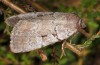 Coenophila subrosea: Female (breeding photo 2013/2014) [S]