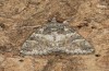 Olivenebula subsericata: Female (e.l. rearing, N-Greece, Siatista near Kozani, larvae found in early November 2023) [S]
