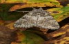 Olivenebula subsericata: Female (e.l. rearing, N-Greece, Siatista near Kozani, larvae found in early November 2023) [S]