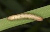 Olivenebula subsericata: Half-grown larva (N-Greece, Siatista near Kozani, larvae found in early November 2023) [S]