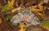 Olivenebula subsericata: Female (e.l. rearing, N-Greece, Siatista near Kozani, larvae found in early November 2023) [S]