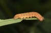 Olivenebula subsericata: Half-grown larva (N-Greece, Siatista near Kozani, larvae found in early November 2023) [S]