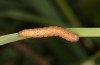 Olivenebula subsericata: Half-grown larva (N-Greece, Siatista near Kozani, larvae found in early November 2023) [S]