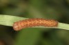 Olivenebula subsericata: Half-grown larva (e.l. rearing, N-Greece, Siatista near Kozani, larvae found in early November 2023) [S]