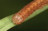 Olivenebula subsericata: Half-grown larva (e.l. rearing, N-Greece, Siatista near Kozani, larvae found in early November 2023) [S]