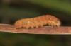 Olivenebula subsericata: Half-grown larva (e.l. rearing, N-Greece, Siatista near Kozani, larvae found in early November 2023) [S]